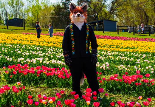 2026-04-04 Shutterpaws Tulips Juneberry-05206