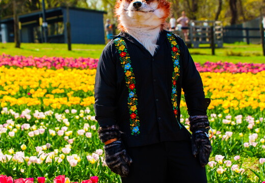 2026-04-04 Shutterpaws Tulips Juneberry-05210