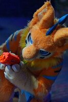 Shutterpaws Nerf 2026-08-29 Juneberry-03352